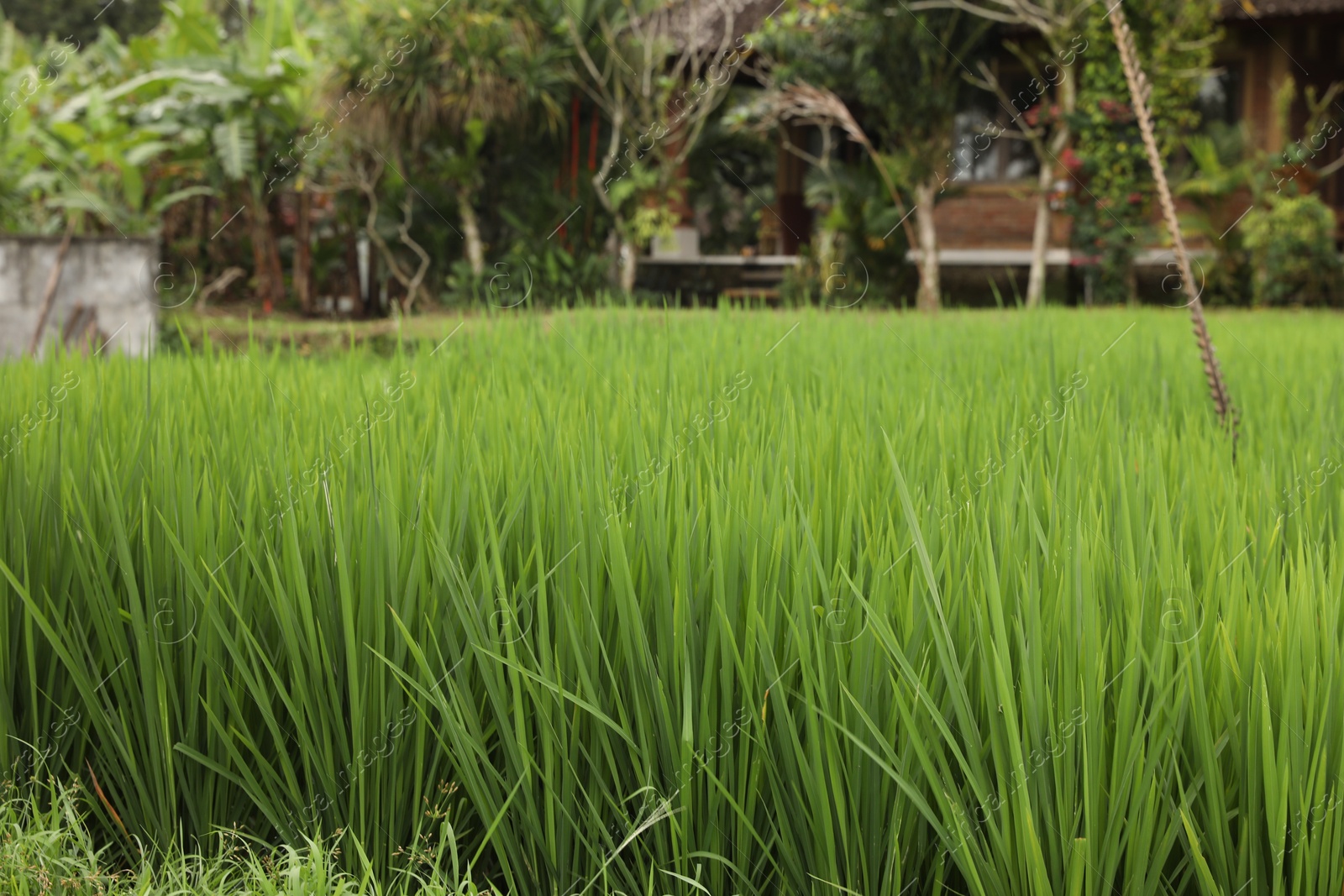 Rice plants growing in paddy field, closeup Photo of Rice plants growing in paddy field, closeup
