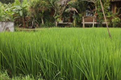 Photo of Rice plants growing in paddy field, closeup
