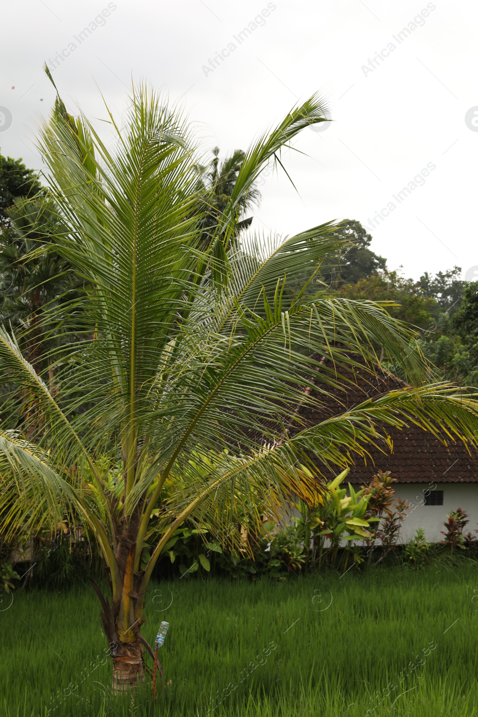 Beautiful palm tree with green leaves growing outdoors Photo of Beautiful palm tree with green leaves growing outdoors