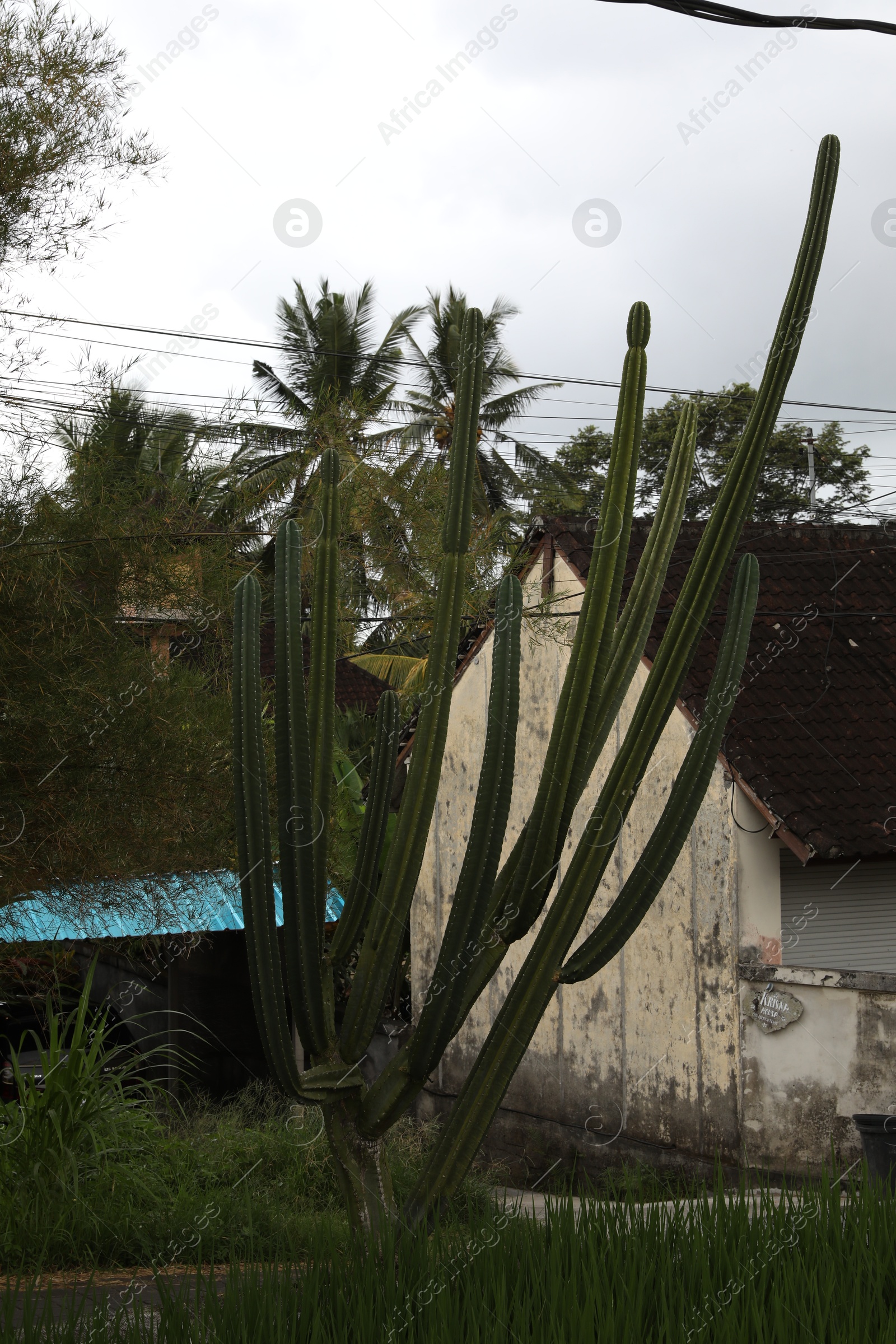 Big cactus plant growing near house outdoors Photo of Big cactus plant growing near house outdoors