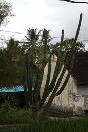 Photo of Big cactus plant growing near house outdoors