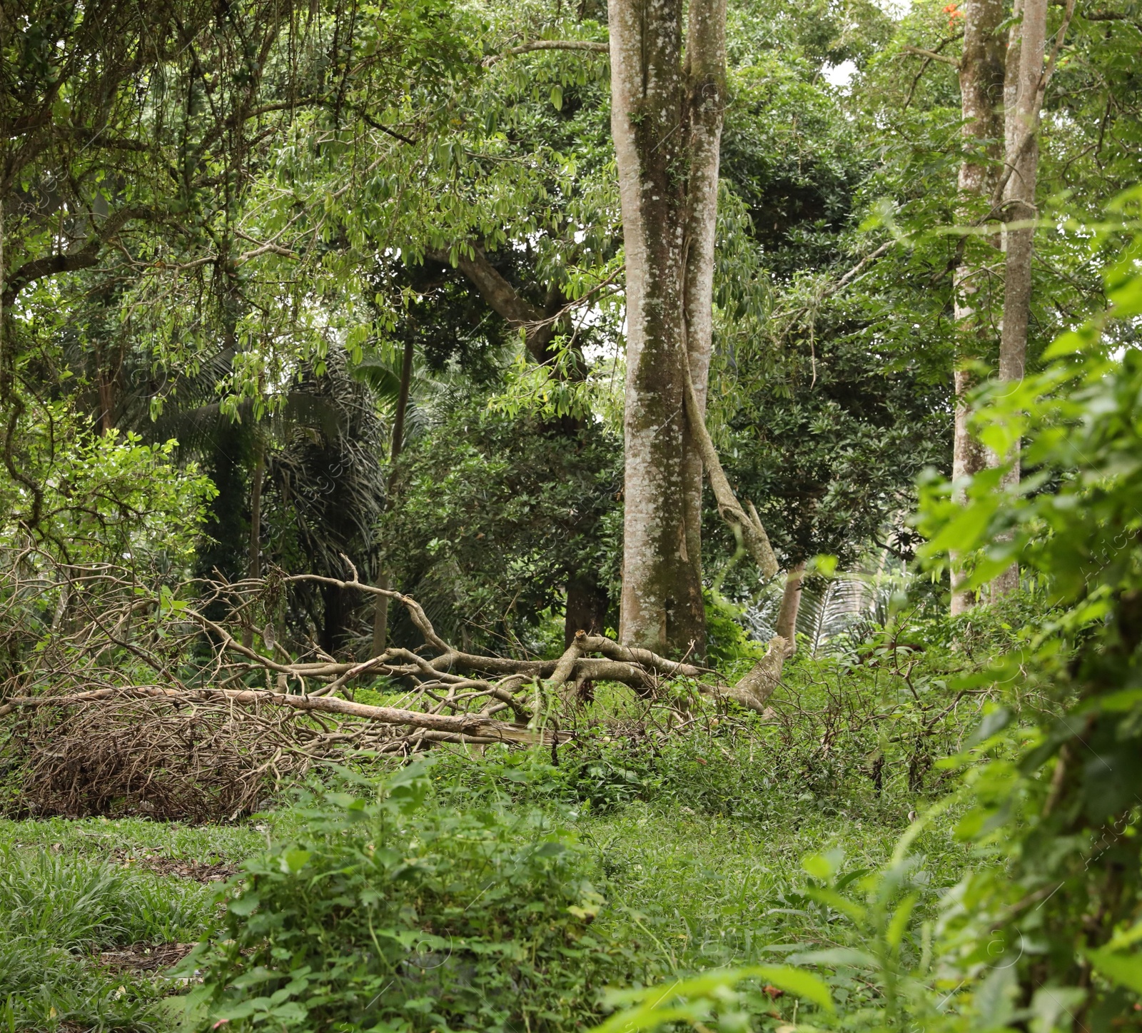 Thicket of lush green. Different wild plants growing outdoors Photo of Thicket of lush green. Different wild plants growing outdoors