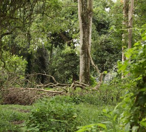Photo of Thicket of lush green. Different wild plants growing outdoors