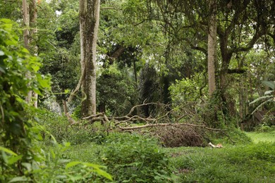 Photo of Thicket of lush green. Different wild plants growing outdoors