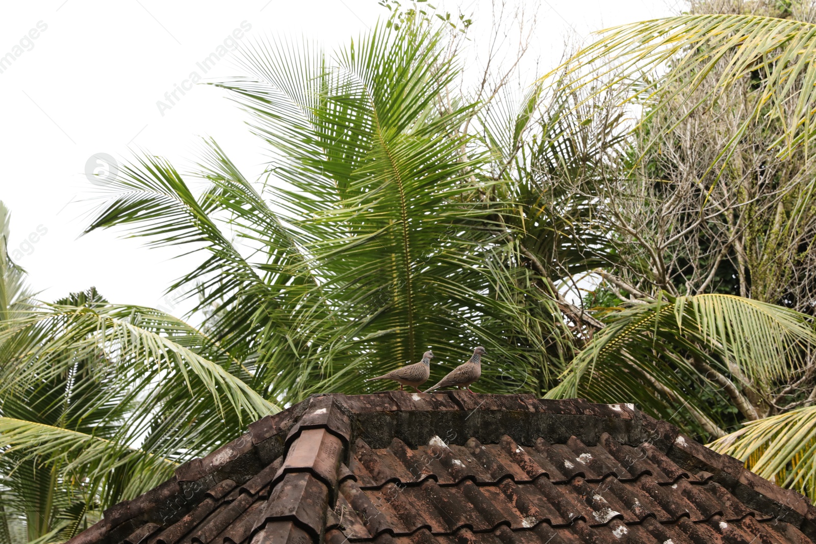 View of beautiful palm trees over roof outdoors Photo of View of beautiful palm trees over roof outdoors