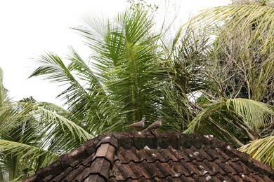 Photo of View of beautiful palm trees over roof outdoors