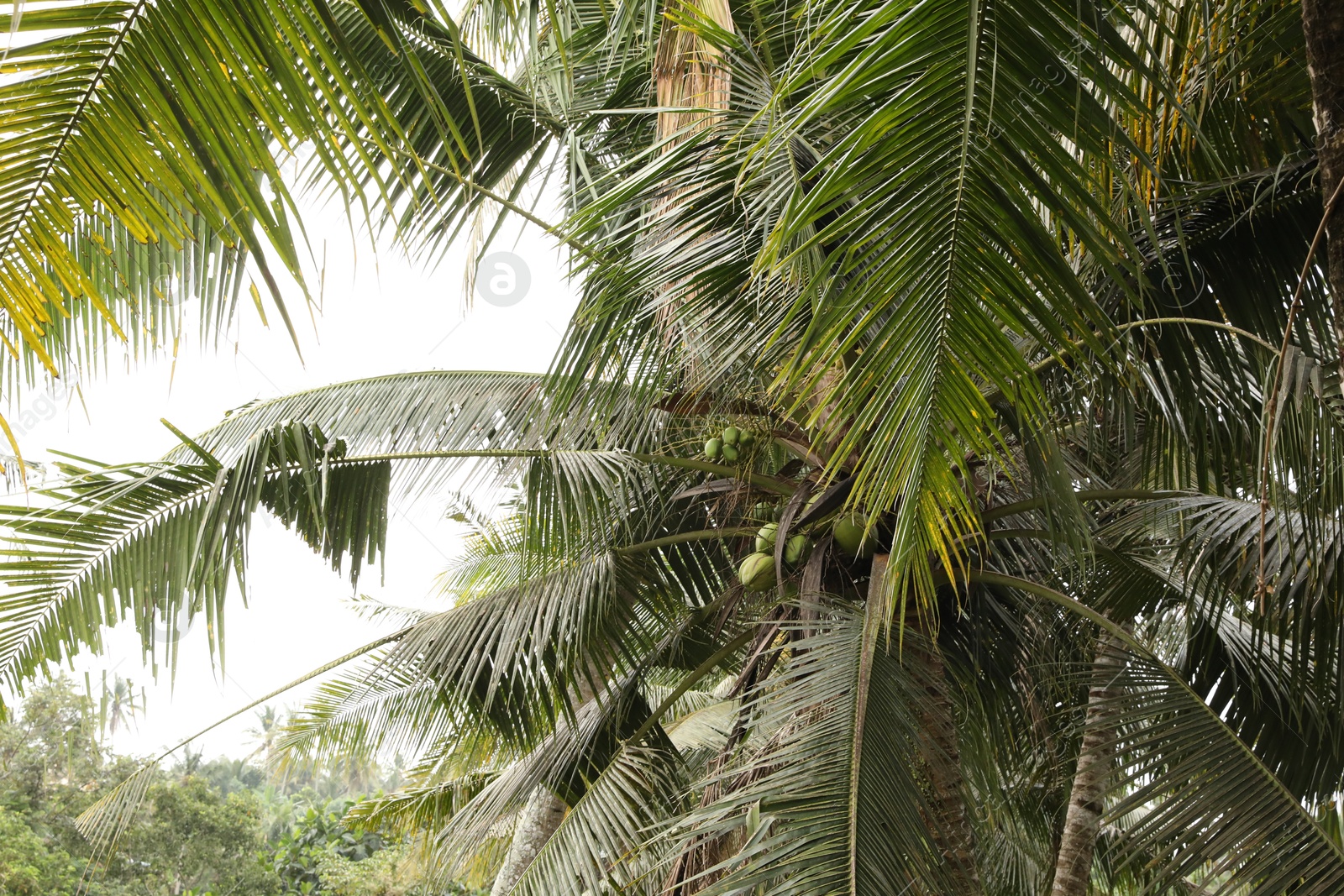 Beautiful palm trees with green leaves growing outdoors, closeup Photo of Beautiful palm trees with green leaves growing outdoors, closeup
