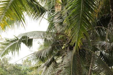 Photo of Beautiful palm trees with green leaves growing outdoors, closeup
