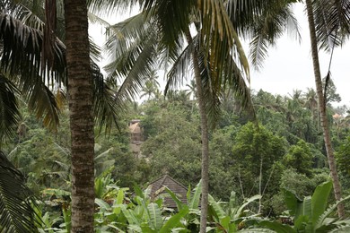 Photo of Beautiful palm trees with green leaves growing outdoors
