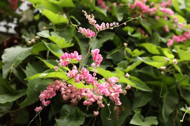 Photo of Queen's wreath bush with beautiful pink flowers growing outdoors, closeup