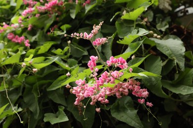 Photo of Queen's wreath bush with beautiful pink flowers growing outdoors, closeup