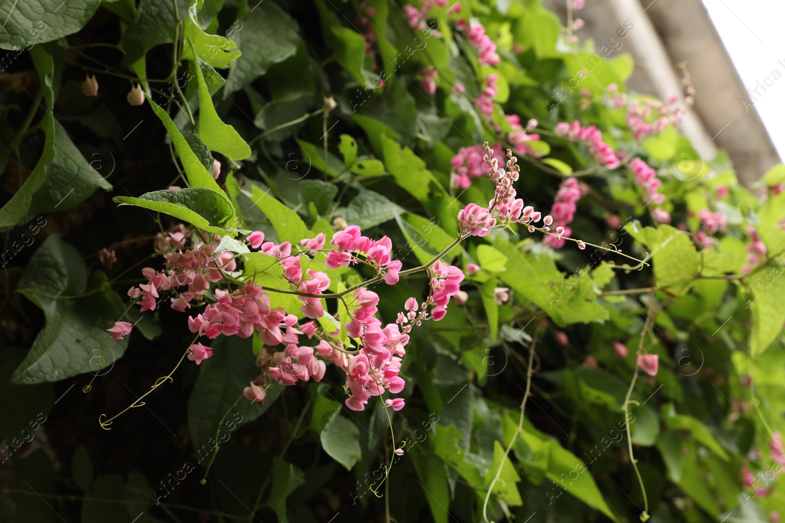 Queen's wreath bush with beautiful pink flowers growing outdoors, closeup Photo of Queen's wreath bush with beautiful pink flowers growing outdoors, closeup
