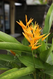 Photo of Beautiful parrot's beak flower growing in garden, closeup