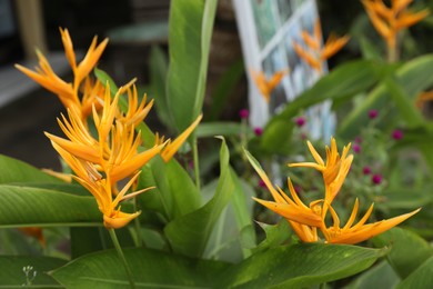 Photo of Beautiful parrot's beak flower growing in garden, closeup