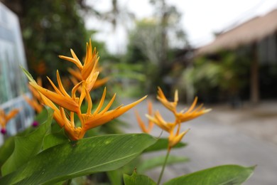 Photo of Beautiful parrot's beak flower growing in garden, closeup