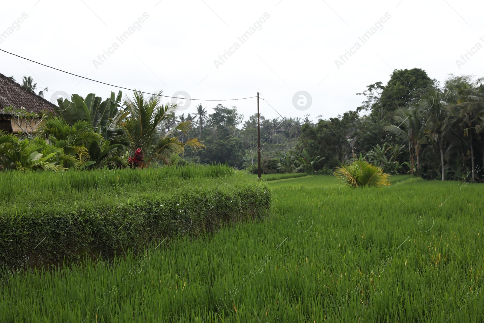 Beautiful view of different plants growing outdoors Photo of Beautiful view of different plants growing outdoors