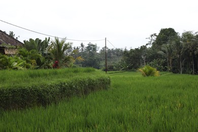 Photo of Beautiful view of different plants growing outdoors