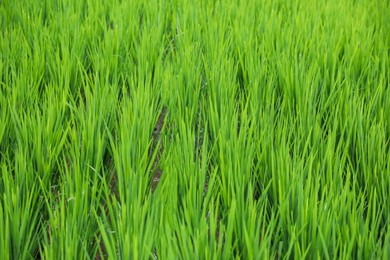 Photo of Rice plants ripening in paddy field, closeup