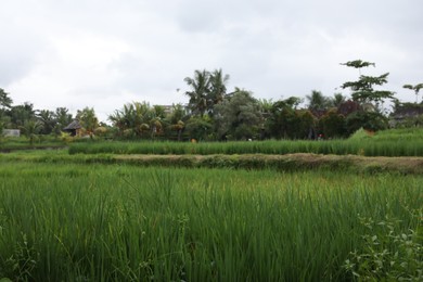 Photo of Beautiful view of different plants growing outdoors