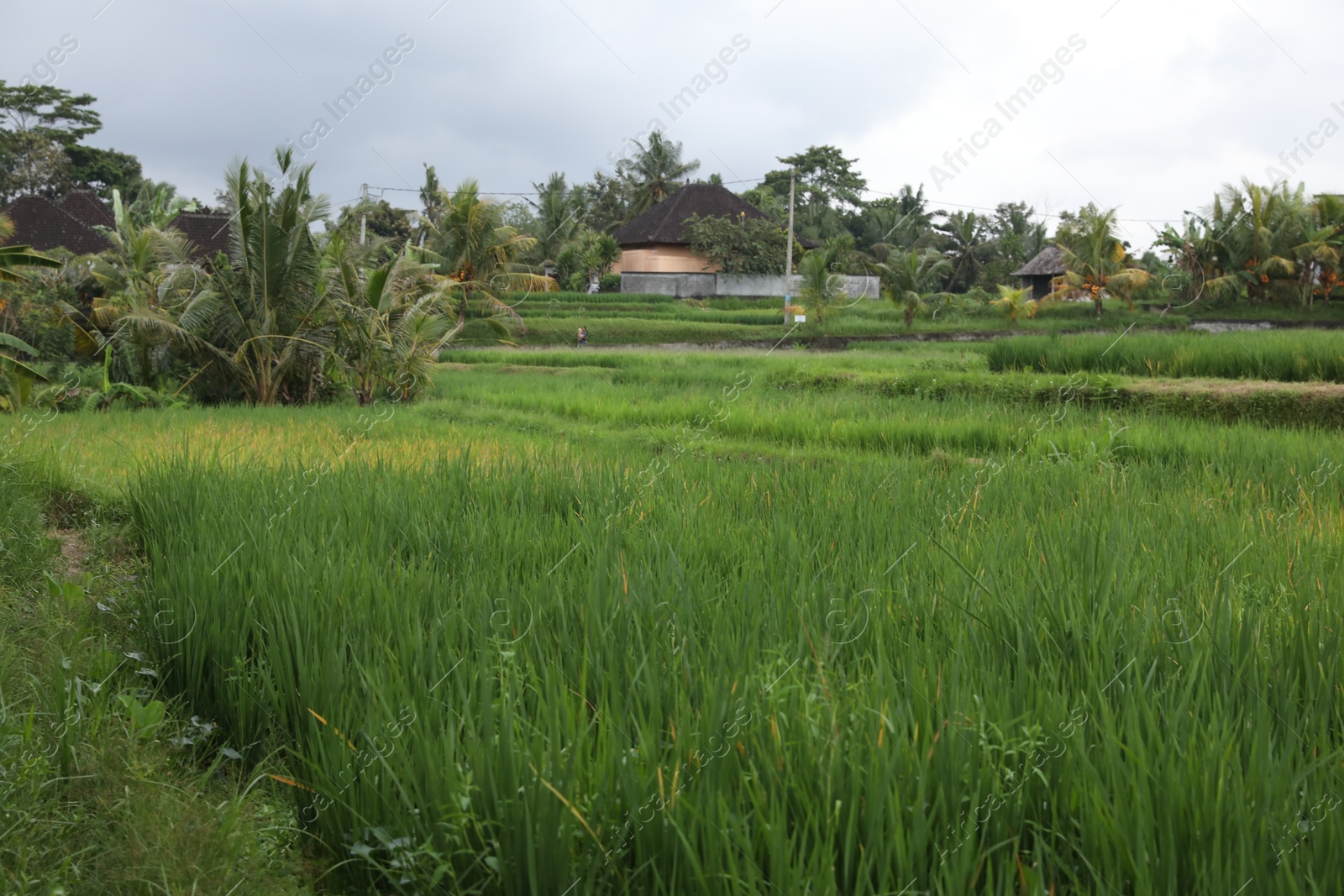 Beautiful view of different plants growing outdoors Photo of Beautiful view of different plants growing outdoors