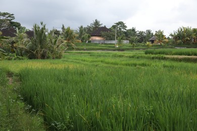 Photo of Beautiful view of different plants growing outdoors