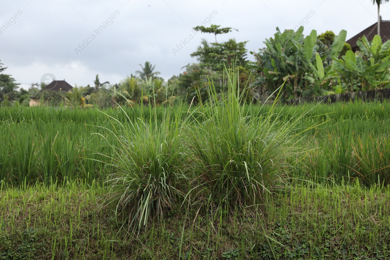 Photo of Beautiful view of different plants growing outdoors