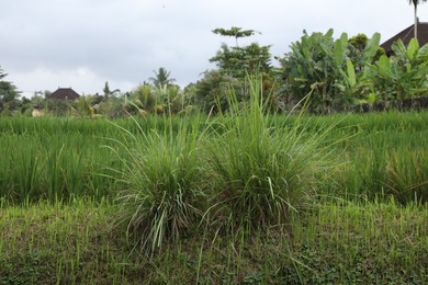 Photo of Beautiful view of different plants growing outdoors