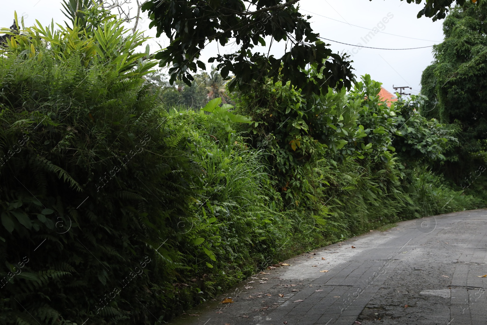 Different beautiful plants growing alongside empty road Photo of Different beautiful plants growing alongside empty road