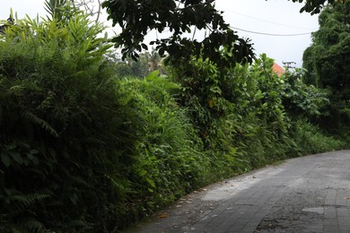 Photo of Different beautiful plants growing alongside empty road