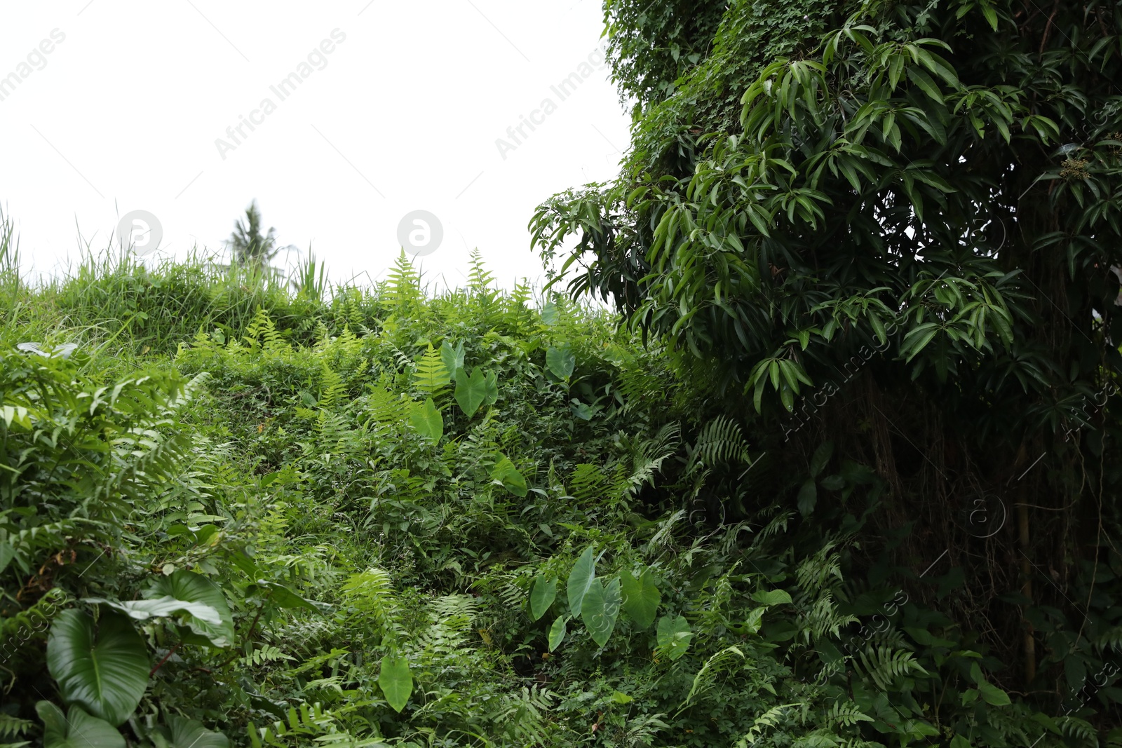 Thicket of lush green. Different wild plants growing outdoors Photo of Thicket of lush green. Different wild plants growing outdoors