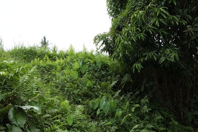 Photo of Thicket of lush green. Different wild plants growing outdoors