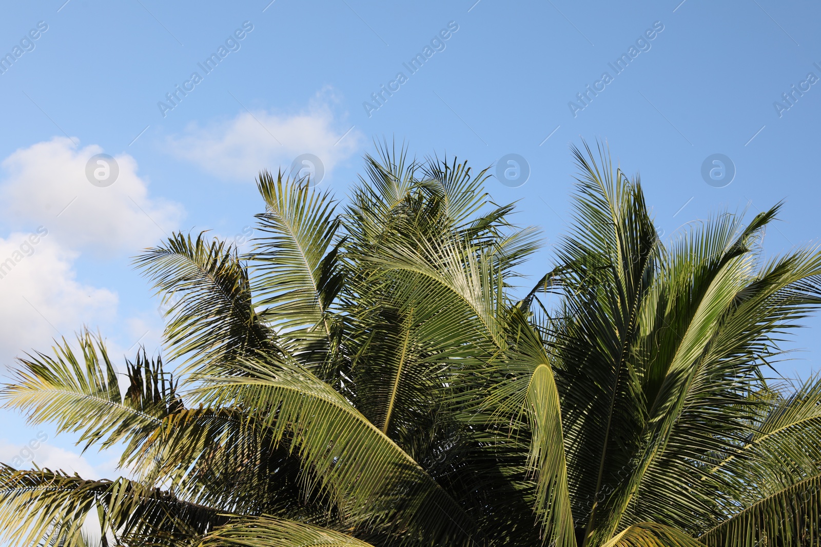 Palm tree with green leaves growing against blue sky Photo of Palm tree with green leaves growing against blue sky