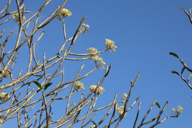 Photo of Plumeria shrub with beautiful flowers growing against blue sky outdoors