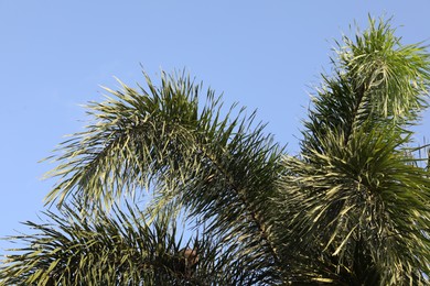 Photo of Palm tree with green leaves growing against blue sky
