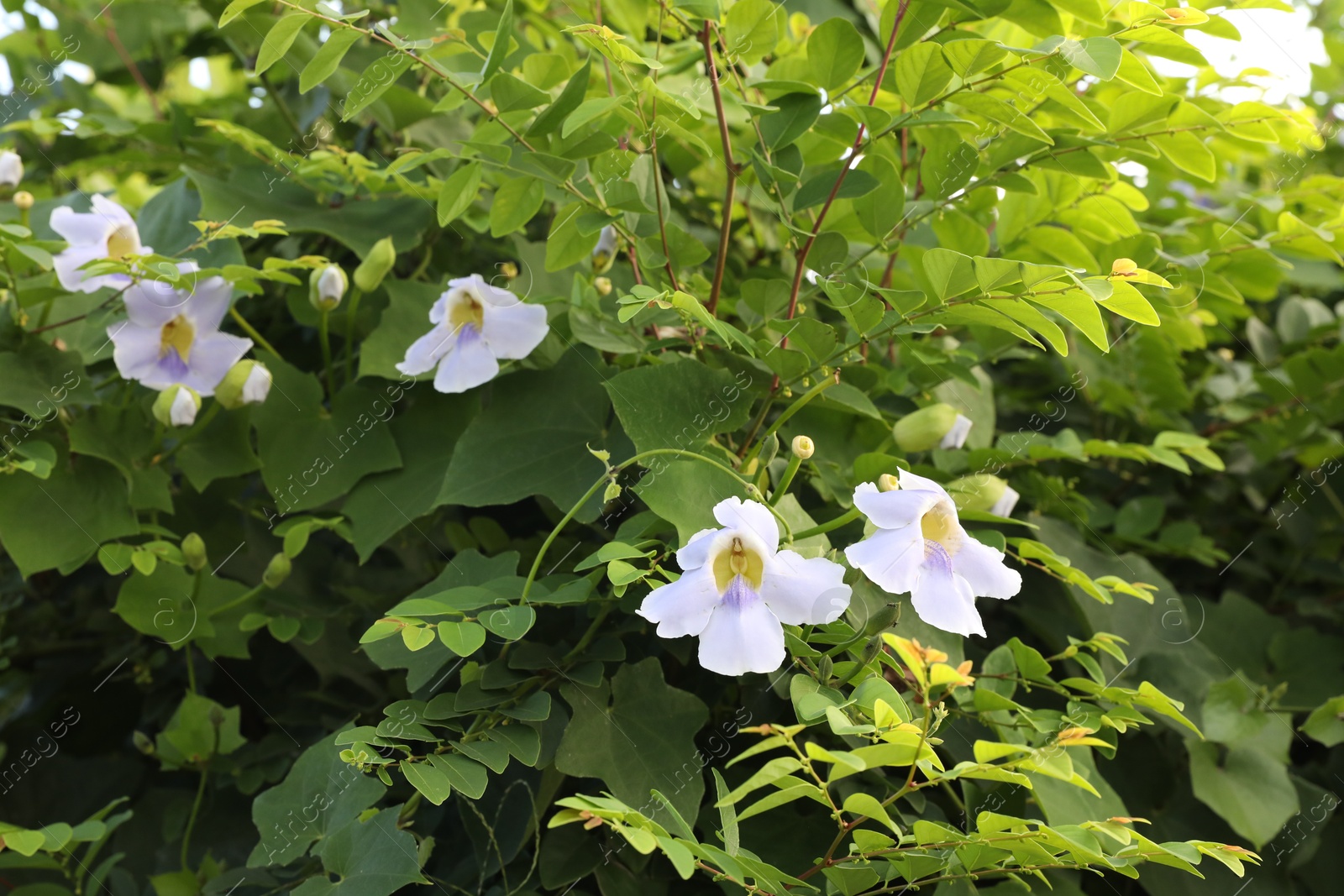 Thunbergia shrub with beautiful flowers growing outdoors, closeup Photo of Thunbergia shrub with beautiful flowers growing outdoors, closeup