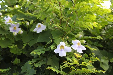 Photo of Thunbergia shrub with beautiful flowers growing outdoors, closeup