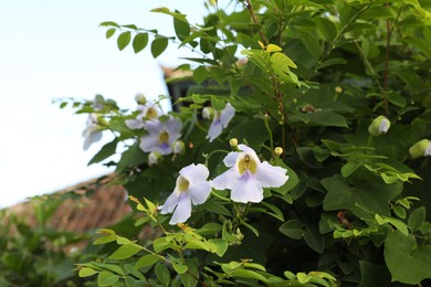 Photo of Thunbergia shrub with beautiful flowers growing outdoors, closeup