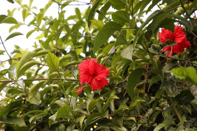 Photo of Hibiscus shrub with beautiful flowers growing outdoors, closeup