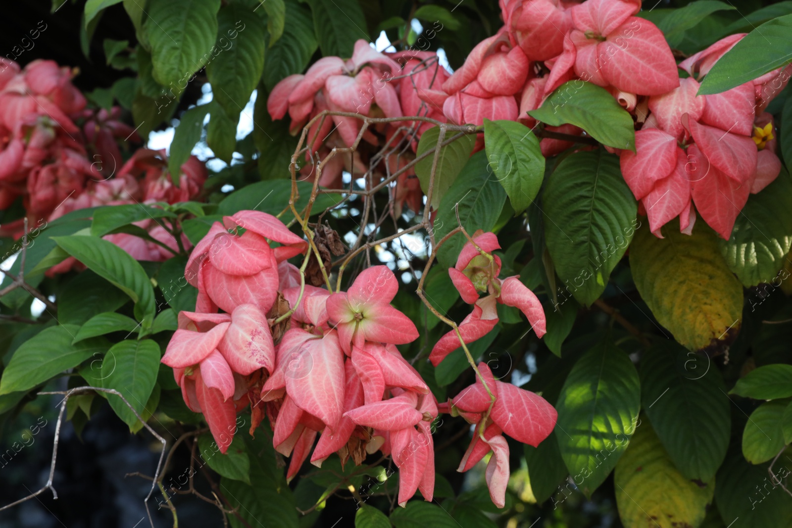 Mussaenda shrub with beautiful flowers growing outdoors, closeup Photo of Mussaenda shrub with beautiful flowers growing outdoors, closeup