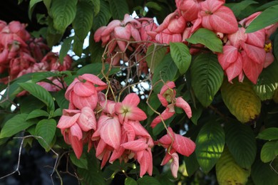 Photo of Mussaenda shrub with beautiful flowers growing outdoors, closeup