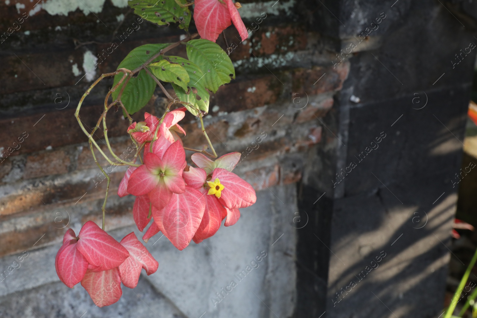Mussaenda shrub with beautiful flowers growing outdoors, closeup. Space for text Photo of Mussaenda shrub with beautiful flowers growing outdoors, closeup. Space for text