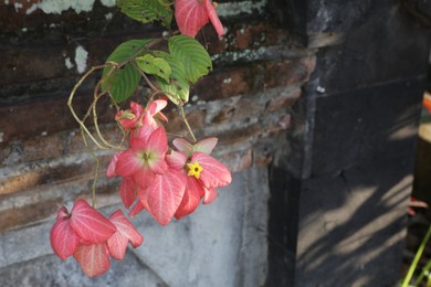 Photo of Mussaenda shrub with beautiful flowers growing outdoors, closeup. Space for text