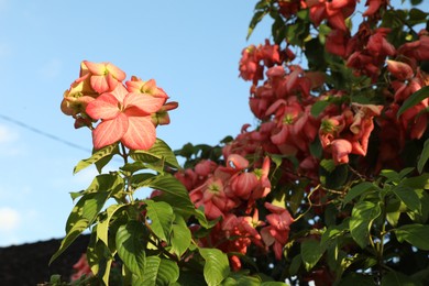 Photo of Mussaenda shrub with beautiful flowers growing outdoors, closeup