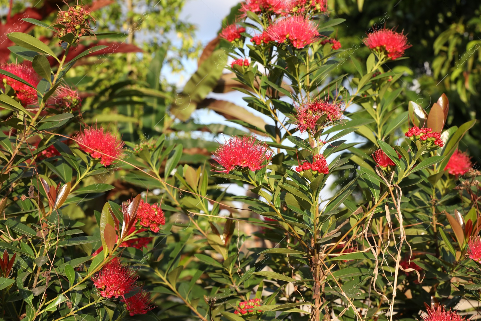 Metrosideros shrub with beautiful flowers growing outdoors, closeup Photo of Metrosideros shrub with beautiful flowers growing outdoors, closeup