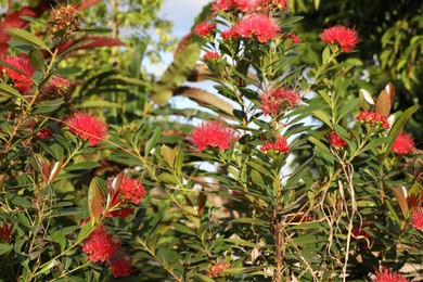 Photo of Metrosideros shrub with beautiful flowers growing outdoors, closeup