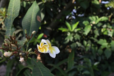 Photo of Plumeria shrub with beautiful flowers growing outdoors, closeup. Space for text