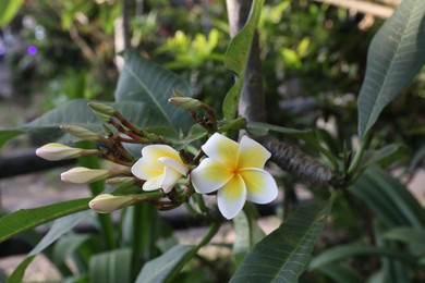 Photo of Plumeria shrub with beautiful flowers growing outdoors, closeup