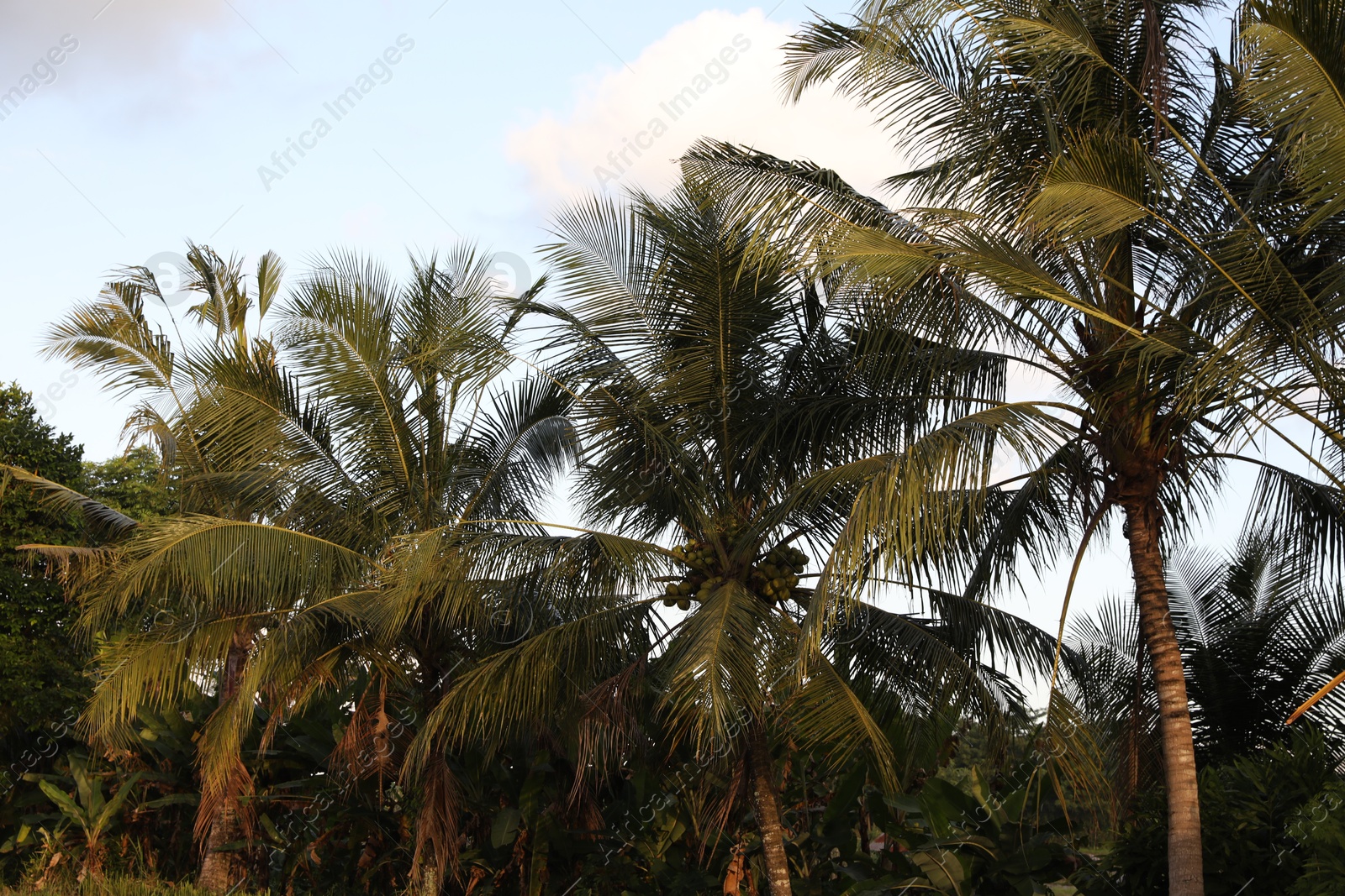 Palm trees with green leaves growing outdoors Photo of Palm trees with green leaves growing outdoors
