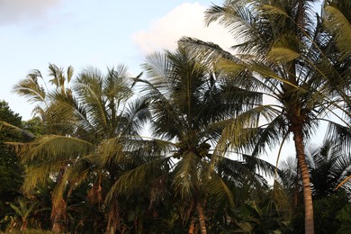 Photo of Palm trees with green leaves growing outdoors