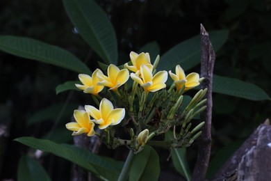 Photo of Plumeria shrub with beautiful flowers growing outdoors, closeup